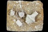 Fossil Crinoid (Uperocrinus) Plate - Missouri #103532-1